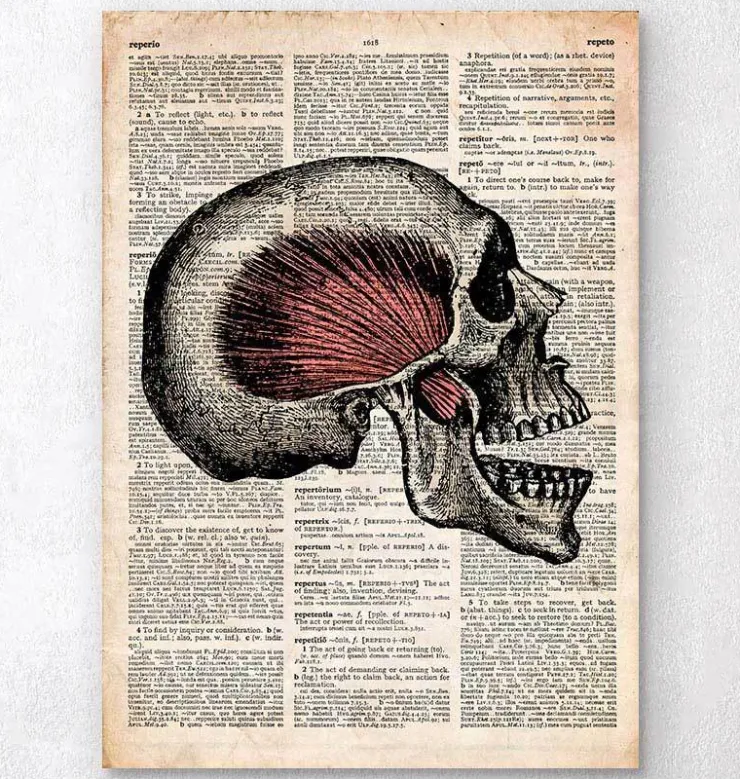 Art du crâne - Page du dictionnaire-Codex Anatomicus New