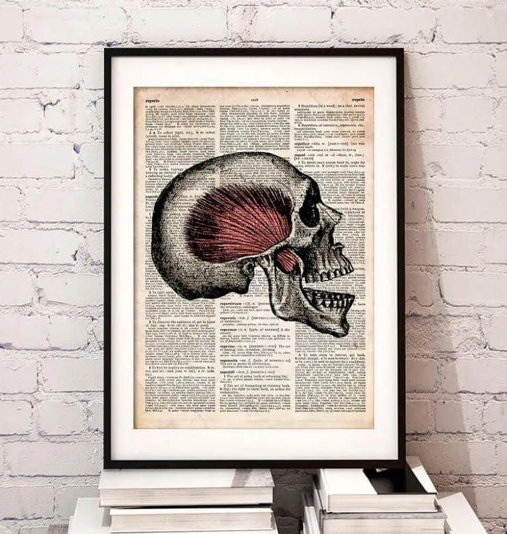Art du crâne - Page du dictionnaire-Codex Anatomicus New