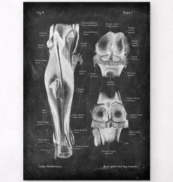 Articulation du genou et muscles des jambes - Chalkboard-Codex Anatomicus Outlet