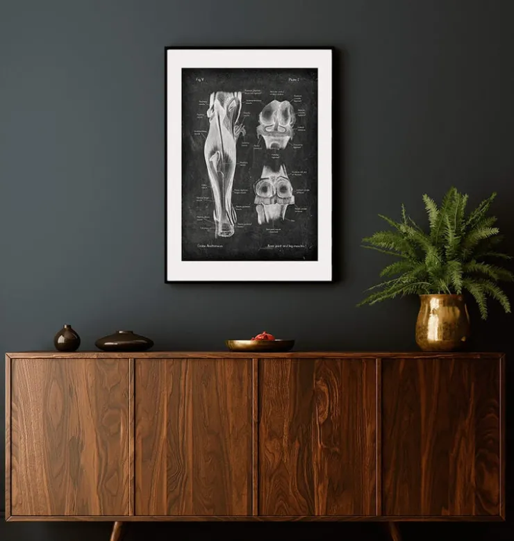Articulation du genou et muscles des jambes - Chalkboard-Codex Anatomicus Outlet