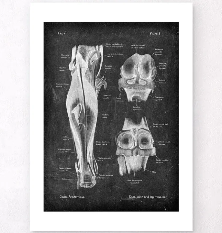 Articulation du genou et muscles des jambes - Chalkboard-Codex Anatomicus Outlet