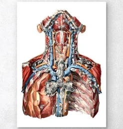 Artères du cou et système lymphatique-Codex Anatomicus Best