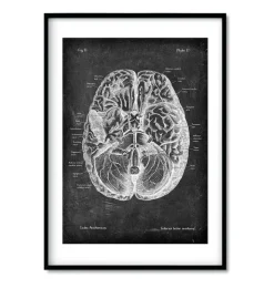 Bestsellers - Chalkboard - Lot de 3-Codex Anatomicus New