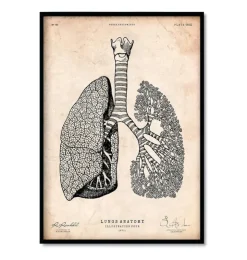 Bestsellers - Vintage - Lot de 3-Codex Anatomicus Online