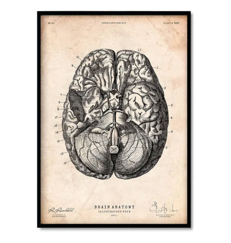 Bestsellers - Vintage - Lot de 3-Codex Anatomicus Online