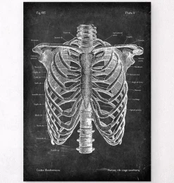 Cage thoracique - Chalkboard-Codex Anatomicus Best