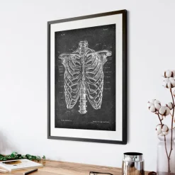 Cage thoracique - Chalkboard-Codex Anatomicus Best