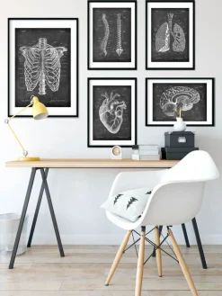 Cage thoracique - Chalkboard-Codex Anatomicus Best
