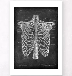Cage thoracique - Chalkboard-Codex Anatomicus Best