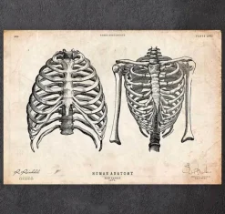 Cage thoracique art II-Codex Anatomicus Discount