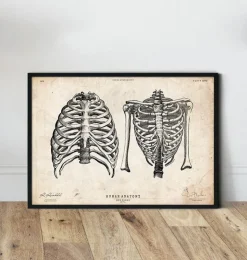 Cage thoracique art II-Codex Anatomicus Discount
