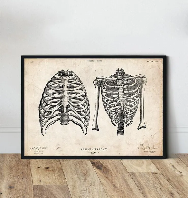 Cage thoracique art II-Codex Anatomicus Discount