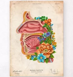 Cavité nasale - Floral - Vintage-Codex Anatomicus Hot