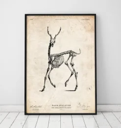 Cerf squelette II-Codex Anatomicus Online