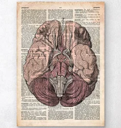 Cerveau - Page du dictionnaire-Codex Anatomicus New