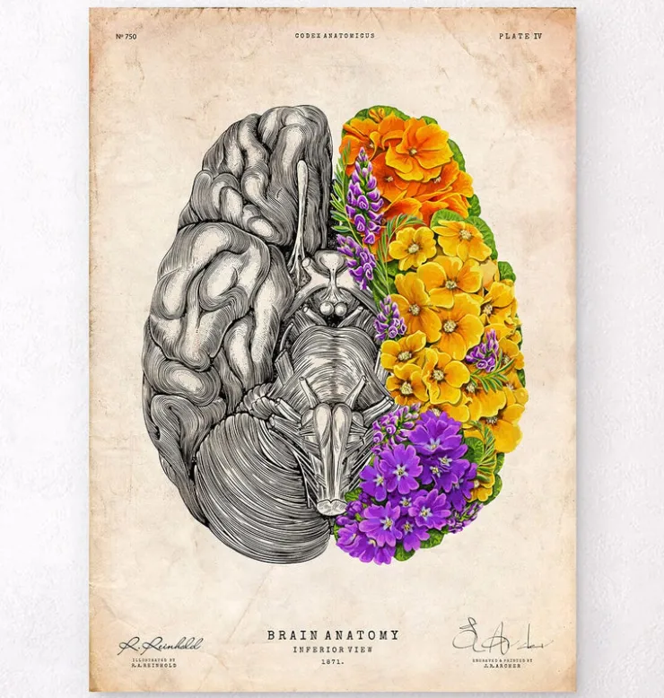 Cerveau avec des fleurs - Vieux papiers-Codex Anatomicus Outlet