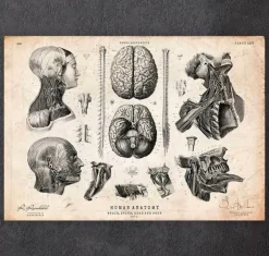 Cerveau, colonne vertébrale et tête-Codex Anatomicus