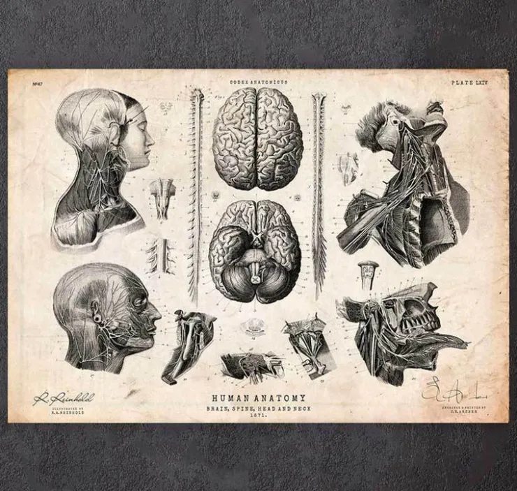 Cerveau, colonne vertébrale et tête-Codex Anatomicus