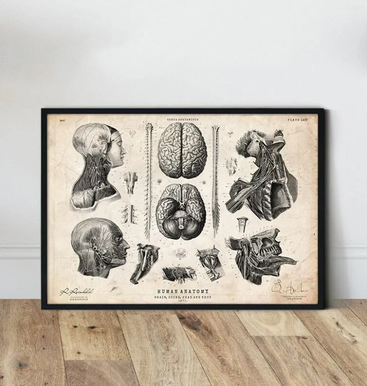 Cerveau, colonne vertébrale et tête-Codex Anatomicus