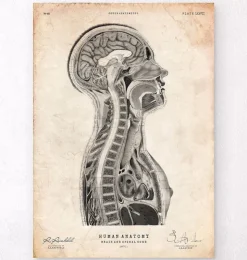 Cerveau et moelle épinière-Codex Anatomicus Online