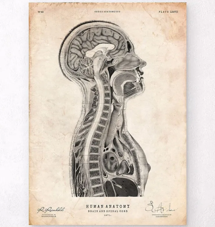 Cerveau et moelle épinière-Codex Anatomicus Online