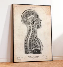 Cerveau et moelle épinière-Codex Anatomicus Online