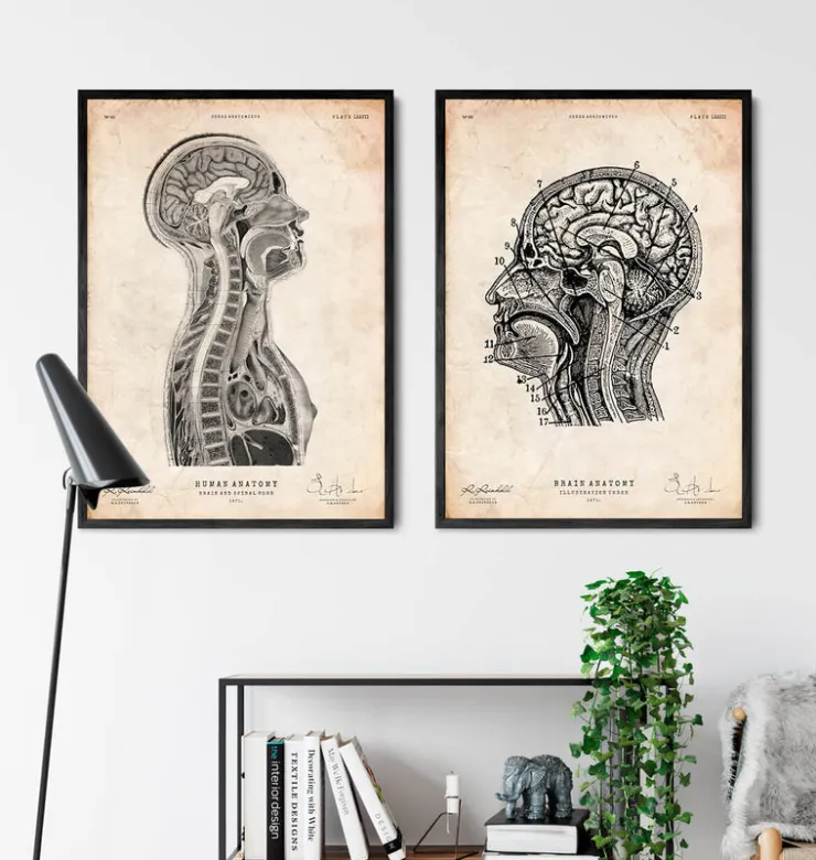 Cerveau et moelle épinière-Codex Anatomicus Online