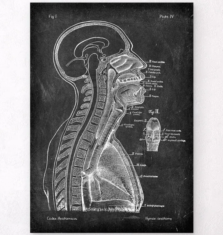 Cerveau et moelle épinière - Chalkboard-Codex Anatomicus Discount