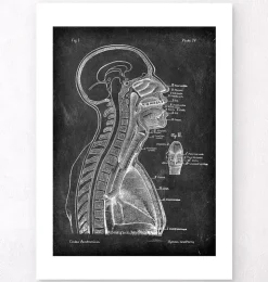 Cerveau et moelle épinière - Chalkboard-Codex Anatomicus Discount