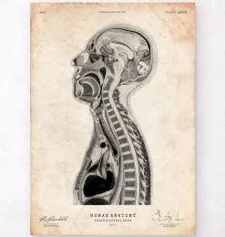 Cerveau et moelle épinière II-Codex Anatomicus