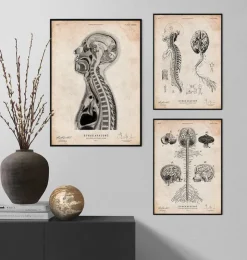 Cerveau et moelle épinière II-Codex Anatomicus