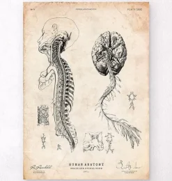 Cerveau et moelle épinière III-Codex Anatomicus