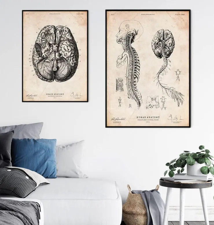 Cerveau et moelle épinière III-Codex Anatomicus