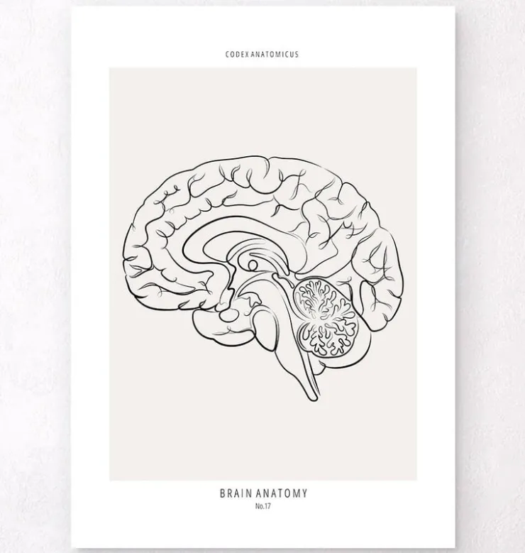 Cerveau sagittal - Line Art-Codex Anatomicus Hot
