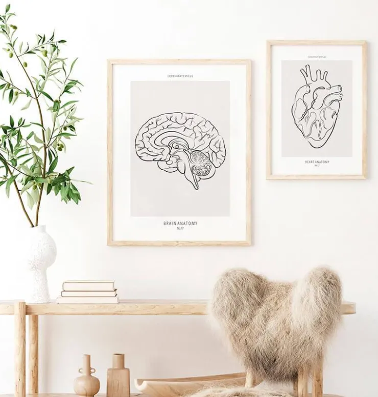 Cerveau sagittal - Line Art-Codex Anatomicus Hot