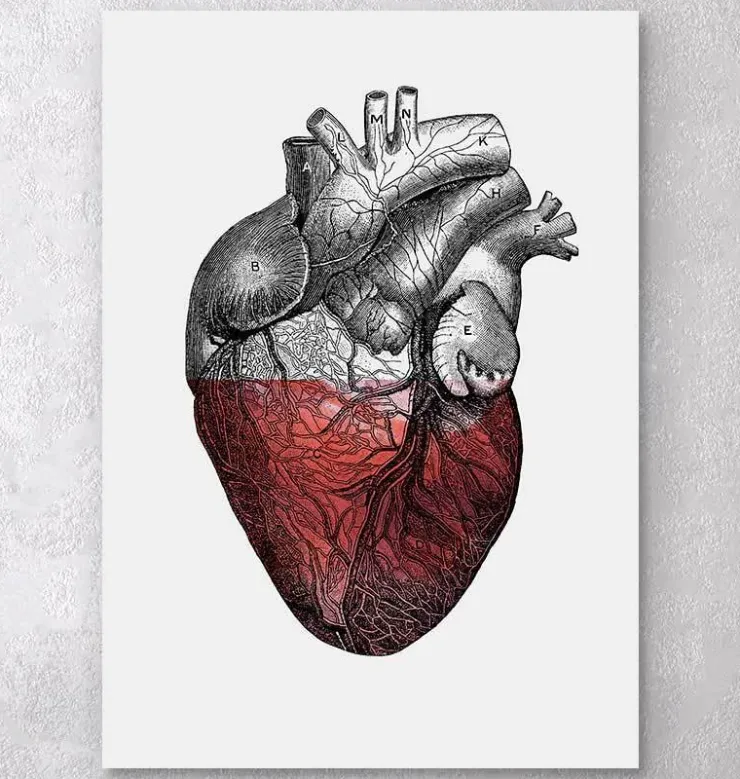 Coeur coloré - Rouge-Codex Anatomicus Sale
