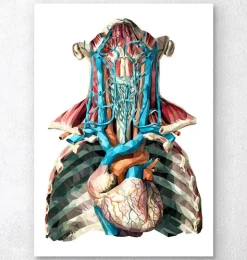 Coeur et artères géométriques-Codex Anatomicus Online