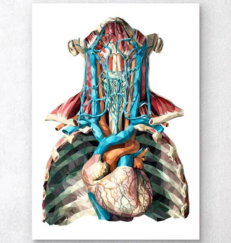 Coeur et artères géométriques-Codex Anatomicus Online