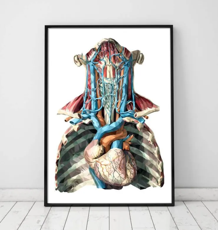 Coeur et artères géométriques-Codex Anatomicus Online