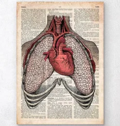Coeur et poumons - Page du dictionnaire-Codex Anatomicus Online