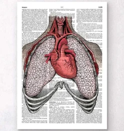 Coeur et poumons - Page du dictionnaire-Codex Anatomicus Online