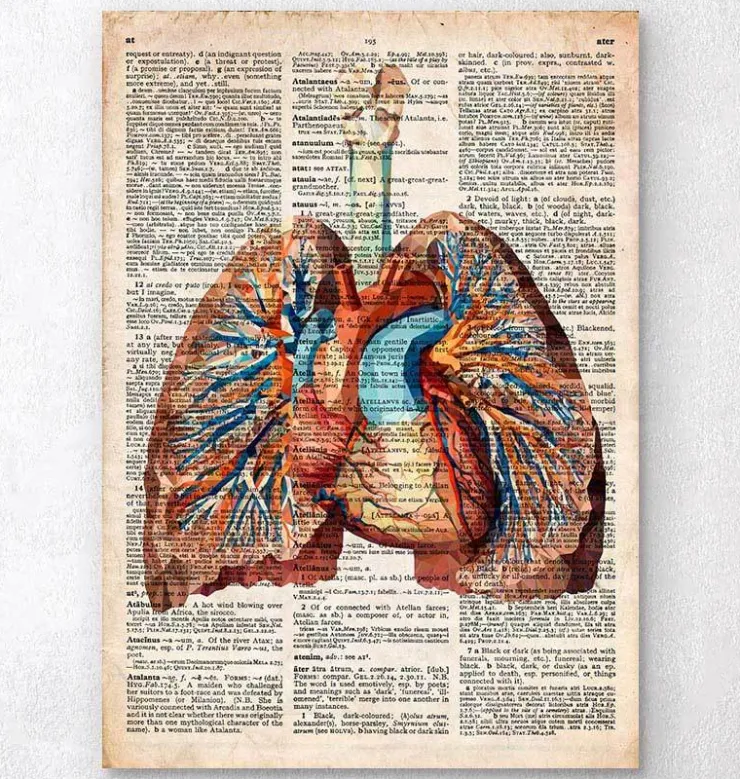 Coeur et poumons géométriques - Dictionnaire-Codex Anatomicus Clearance
