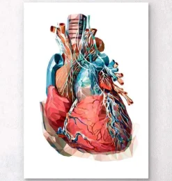 Coeur géométrique III-Codex Anatomicus Hot