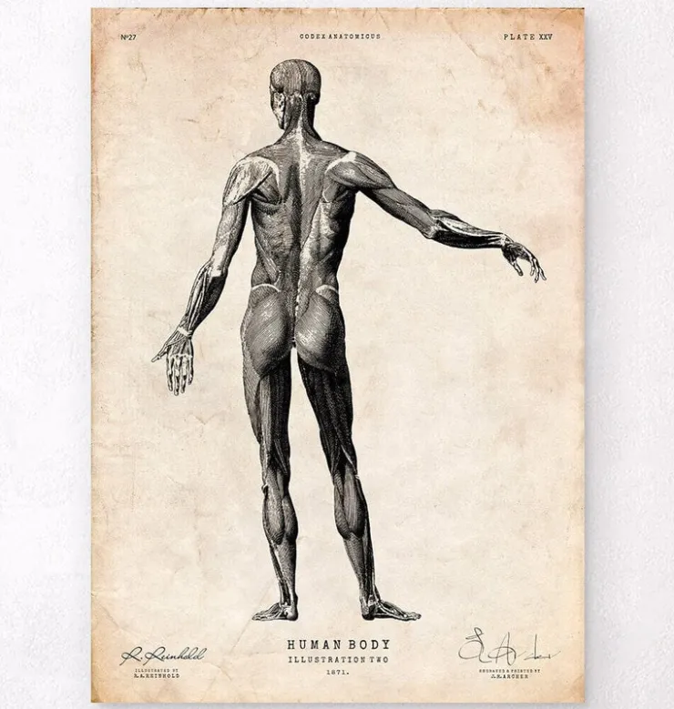Corps entier II-Codex Anatomicus New
