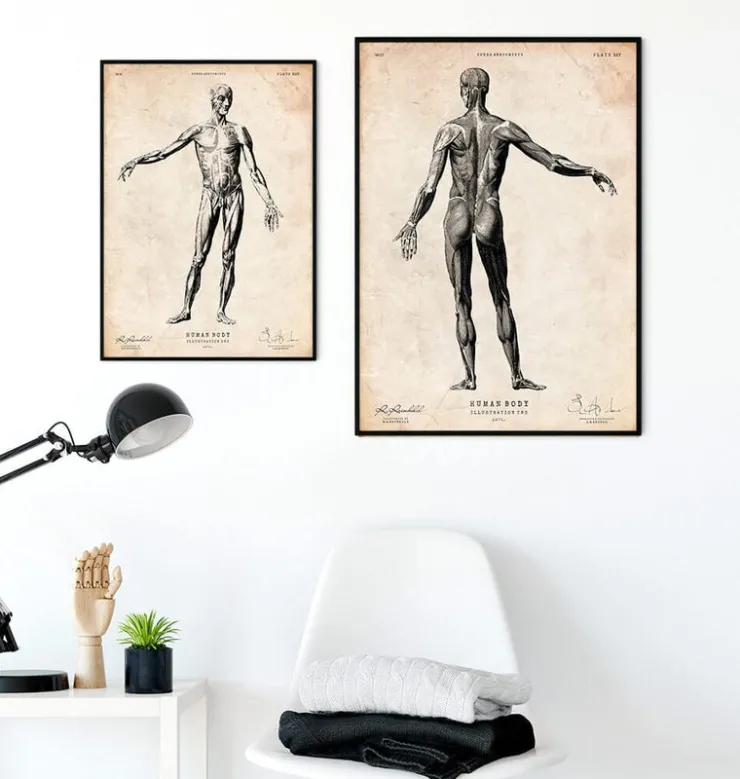 Corps entier II-Codex Anatomicus New