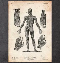 Corps entier III-Codex Anatomicus Sale