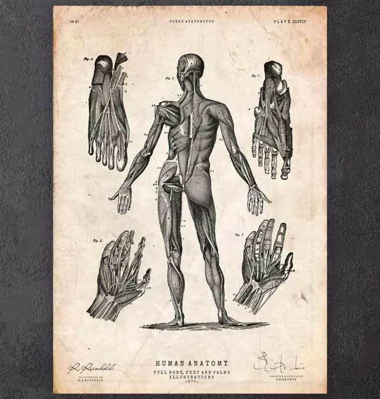 Corps entier III-Codex Anatomicus Sale