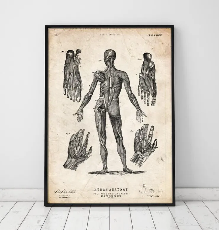 Corps entier III-Codex Anatomicus Sale