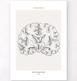 Coupe du cerveau - Line Art-Codex Anatomicus New