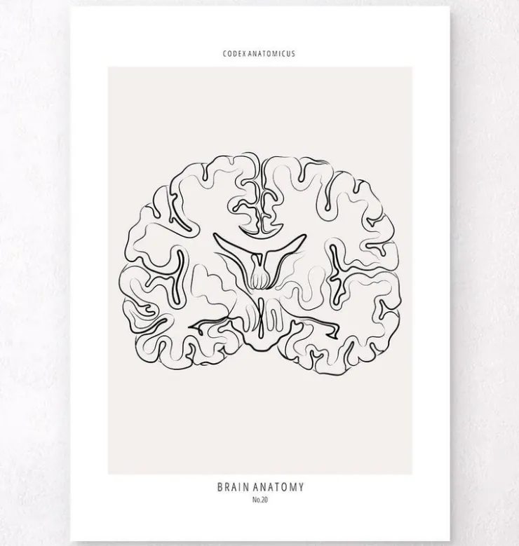 Coupe du cerveau - Line Art-Codex Anatomicus New